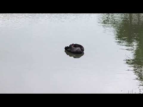 Видео: 10 ноября 2025 г.