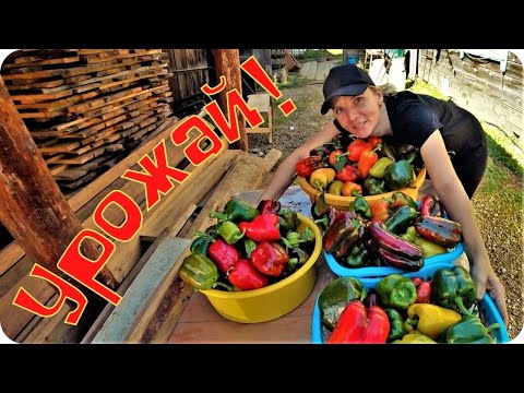 Видео: Осень в разгаре. Собрали урожай