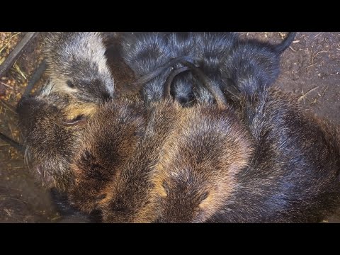 Видео: Вперше велика кількість нутрій не завагітніли... Висновки. Роздуми. 