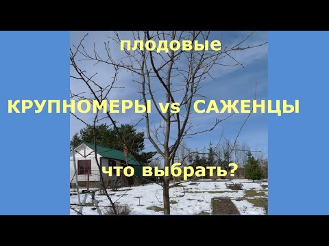 Видео: Если цель - надёжное долговечное дерево