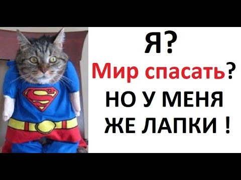 Видео: Лютые приколы. Я? Спасать мир? Но у меня же лапки!