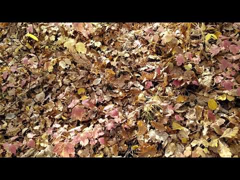 Видео: На речке Велетьма 2020  часть 1