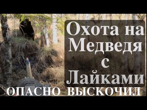 Видео: Атака медведя, упал в трёх метрах.
