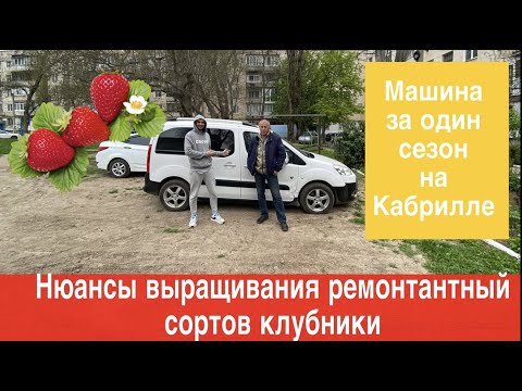 Видео: Нюансы выращивания ремонтантных сортов клубники.