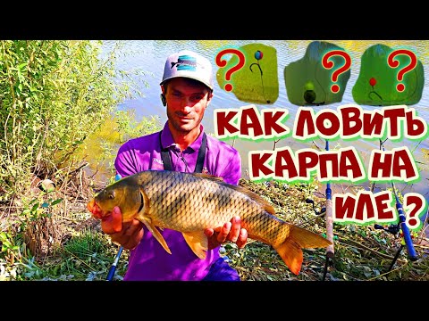 Видео: ТРОФЕЙНАЯ рыбалка на КАРПА. КАК ловить карпа на ИЛЕ? Ловля карпа на флэт. Правильная подача приманки