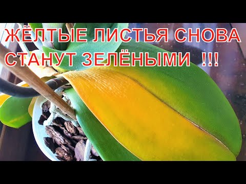 Видео: Сглазили орхидею - пожелтели листья. 50 цветков на грани жизни и смерти.