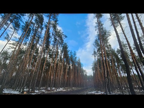 Видео: Коттеджный поселок "Лесная сказка" близ Воронежа в окружении соснового леса.