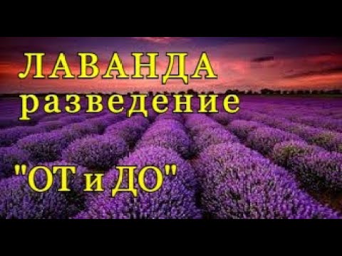 Видео: Разведение ЛАВАНДЫ  - весь процесс "ОТ и ДО".