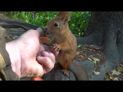 Видео: Удалось покормить Толстую / I managed to feed Tolstaya