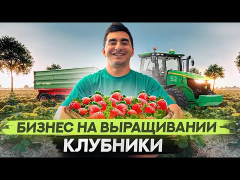 Видео: Бизнес на выращивании клубники. Как выращивать клубнику?