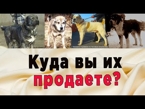 Видео: Куда вы их продаете? Часть 3. Одинаковые собаки разной породы. Интервью с зоотехником Д.Детковичем