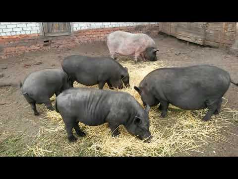 Видео: 🔵ЧТО ЕДЯТ ВЬЕТНАМСКИЕ СВИНЬИ. ЧЕМ КОРМИТЬ СВИНЕЙ? #ЛПХ #ВИСЛОБРЮХИЕ