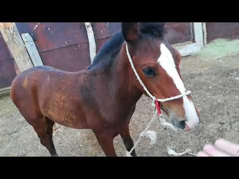 Видео: Ауылда. 06.07.2018