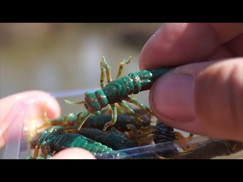 Видео: Nayada, ALIEN BUG, KING LEECH, BASARA и другие новинки от  Lucky John(РЫБАЛКА 2018)
