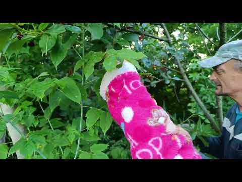 Видео: Начала красить стены. Вернулись в деревню. Удивилась небывалому урожаю.