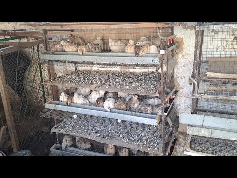 Видео: 163..Бөдене бизнес тегін мәліметтер