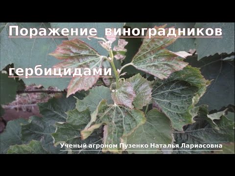 Видео: Спасение виноградных кустов при поражении гербицидами. Рекомендации.