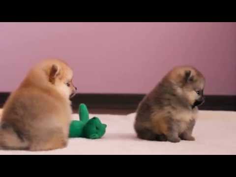 Видео: Померанский шпиц, Pomeranian puppy