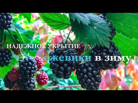 Видео: Надежное УКРЫТИЕ ЕЖЕВИКИ  в зиму