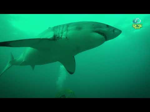 Видео: Повадки большой белой | Discovery Channel