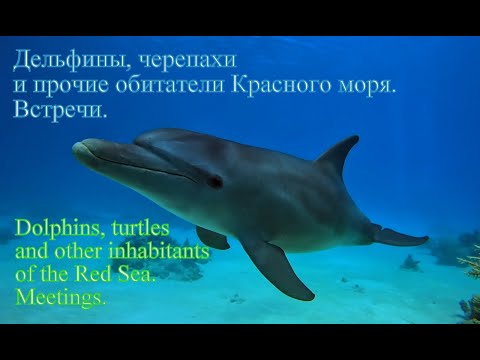 Видео: Дельфины, черепахи и другие обитатели Красного моря. Встречи. Dolphins, turtles and other. Meetings.