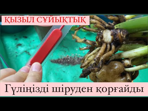 Видео: ДОЛЛАР(замиокулькас🪴ГҮЛІҢІЗ ШІРІСЕ ОСЫ СҰЙЫҚТЫҚ🌡️ҚОРҒАЙДЫ/гүлге жаңа өмір сыйлаймыз✅ #доллар#plants