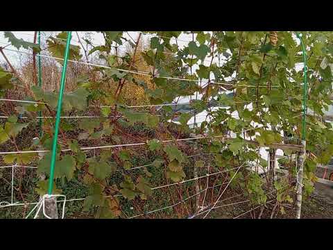 Видео: Виноград в Приморском Крае 🍇Когда и как укрывать 🍇🍇🍇на зиму?!... 