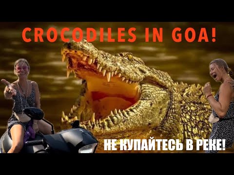 Видео: Беженец🇮🇳Гоа.🐊Крокодилы в Гоа! 🐊 ЙогиняЛена стоит над стаей крокодилов😳!Крокодилий рэкет. Кэшью