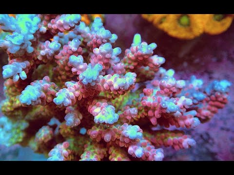 Видео: «Рифовый Аквариум» Водоросли. Часть 17