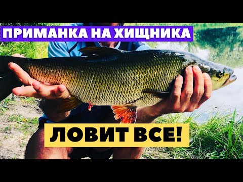 Видео: Лучшая приманка на хищника "КВОКЕР" воблер который ловит ВСЕ!