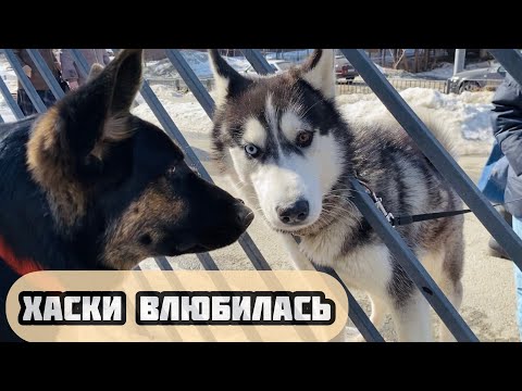Видео: Встретили красивую разноглазую хаски | Прогулка с щенком немецкой овчарки