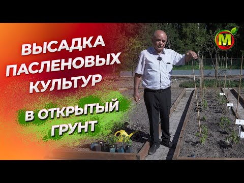 Видео: ВЫСАДКА РАССАДЫ В ОТКРЫТЫЙ ГРУНТ. Томаты, перцы, баклажаны.