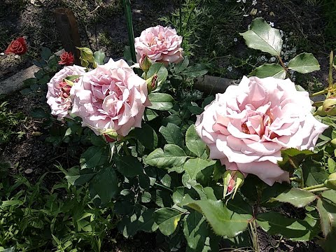 Видео: Розы. Первое цветение.  Роза Айс Фо Ю , роза Блю фо ю, роза Коко Локо, роза Гипноз. И мои советы.