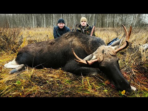 Видео: Охота НА ЛОСЯ 💥 Чей рогач?