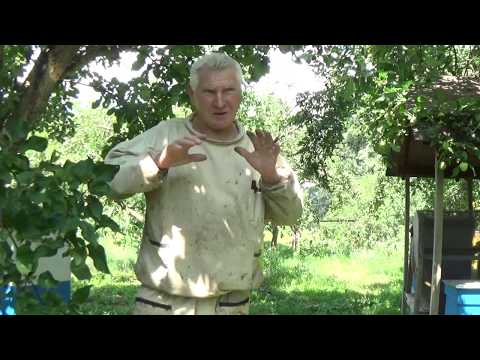 Видео: Какой Улей Лучше? Какую Систему Пчеловодства Выбрать?