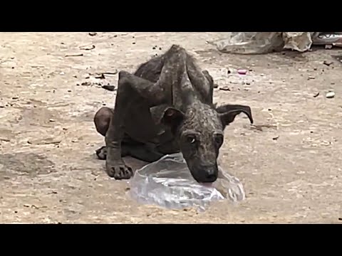 Видео: Робкая бездомная собака под любящей заботой претерпевает невероятную трансформацию