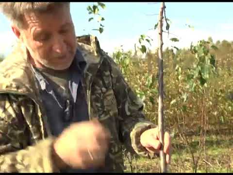 Видео: Зеленый сад фильм № 292 "Прививки. Осенняя посадка. Груши" от 12.10.19г. Хабаровск (zeleniisad.ru)