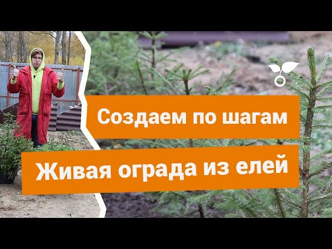 Видео: Как создать живую ограду из елей?