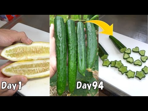Видео: Как вырастить огурцы из семян, чтобы получились звездчатые огурцы