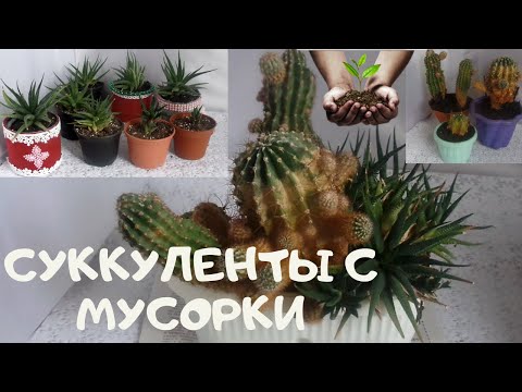 Видео: Суккуленты , выброшенные в январе