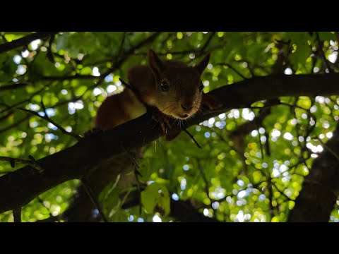 Видео: Накормил подростка) 😅 Fed a teenager (no talking)