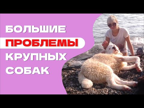 Видео: КАК НЕ ДОПУСТИТЬ ОШИБОК: Особенности воспитания КРУПНЫХ СОБАК