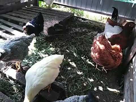 Видео: Имбридинг в первом поколение 🐔🐓🥚❗❗❗