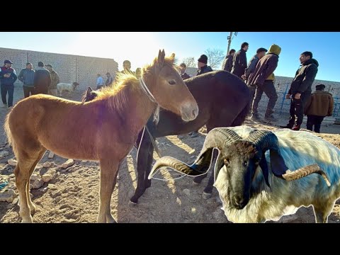 Видео: ХОРАЗМ ОТ ТОЙ ҚЎЧҚОР БОЗОРИ ШОВОТ 8-октября 2025 г.