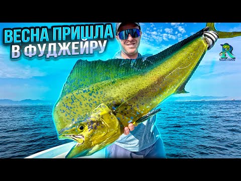 Видео: Рыбалка на Индийском Океане в Эмирате Фуджейра