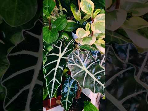 Видео: обзор еще одной зелёной зоны в моем доме #plants #калатеи #цветыдлядома