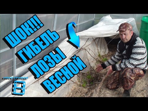 Видео: ГИБЕЛЬ ВИНОГРАДНОЙ ЛОЗЫ ВЕСНОЙ, ОТСУТСТВИЕ ПАСОКИ. ПРИЧИНЫ. ВЫРАЩИВАНИЕ ВИНОГРАДА В ТЕПЛИЦЕ