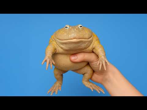 Видео: Содержание Баджиты. (Это Злая щитоспинка, Это Среда чуваки!)