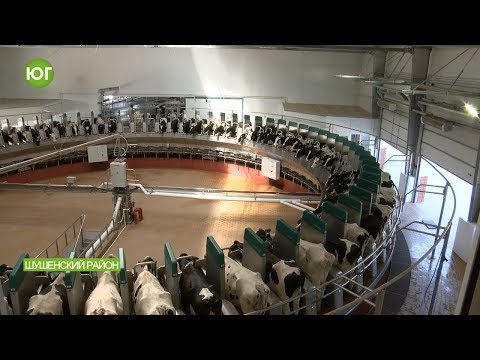 Видео: Дойка-карусель