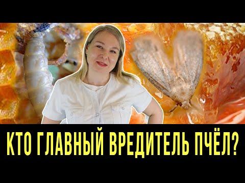 Видео: ВОСКОВАЯ МОЛЬ. ПОЛЕЗНЫЙ ВРЕДИТЕЛЬ ПЧЁЛ?!